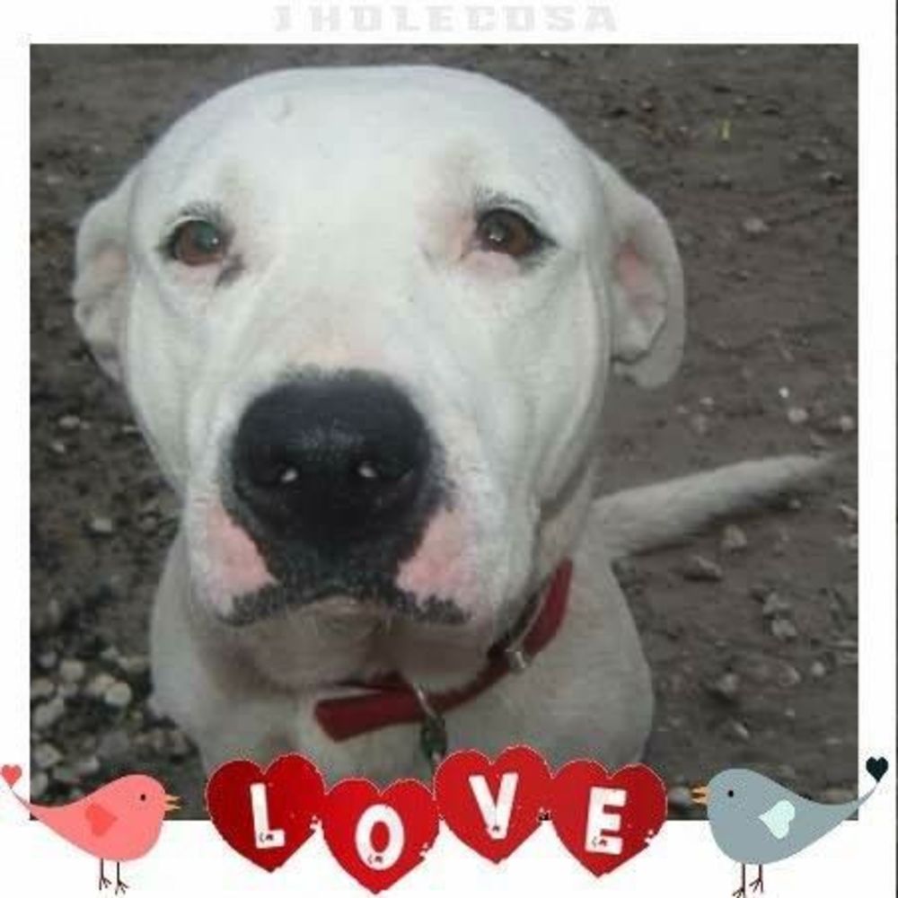 Meet your Posher, Christenarichie